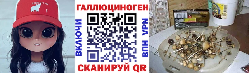 купить наркоту  Абакан  ссылка на мегу   Псилоцибиновые грибы Psilocybine cubensis 